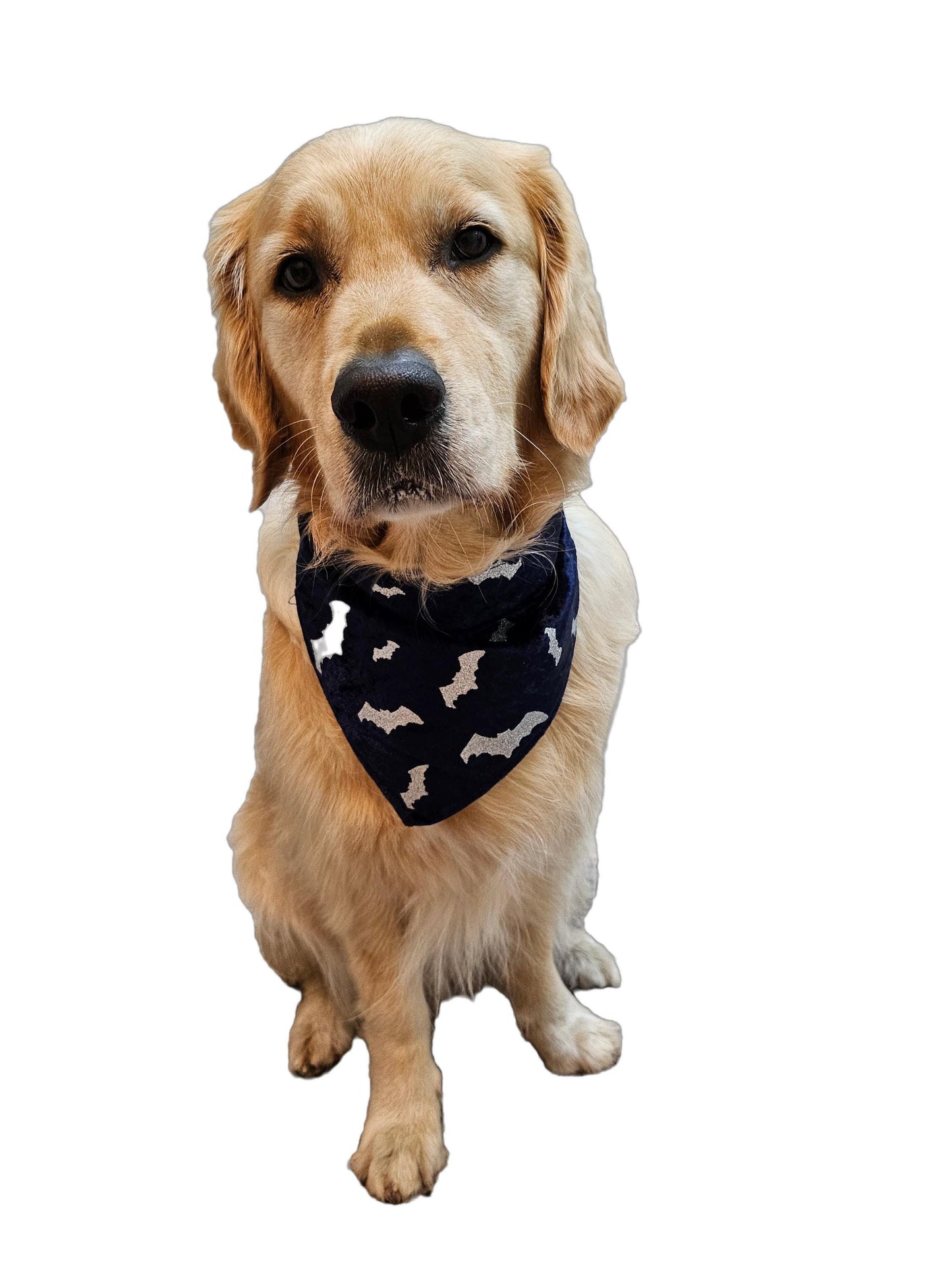 Dog Bandana - Halloween Bats