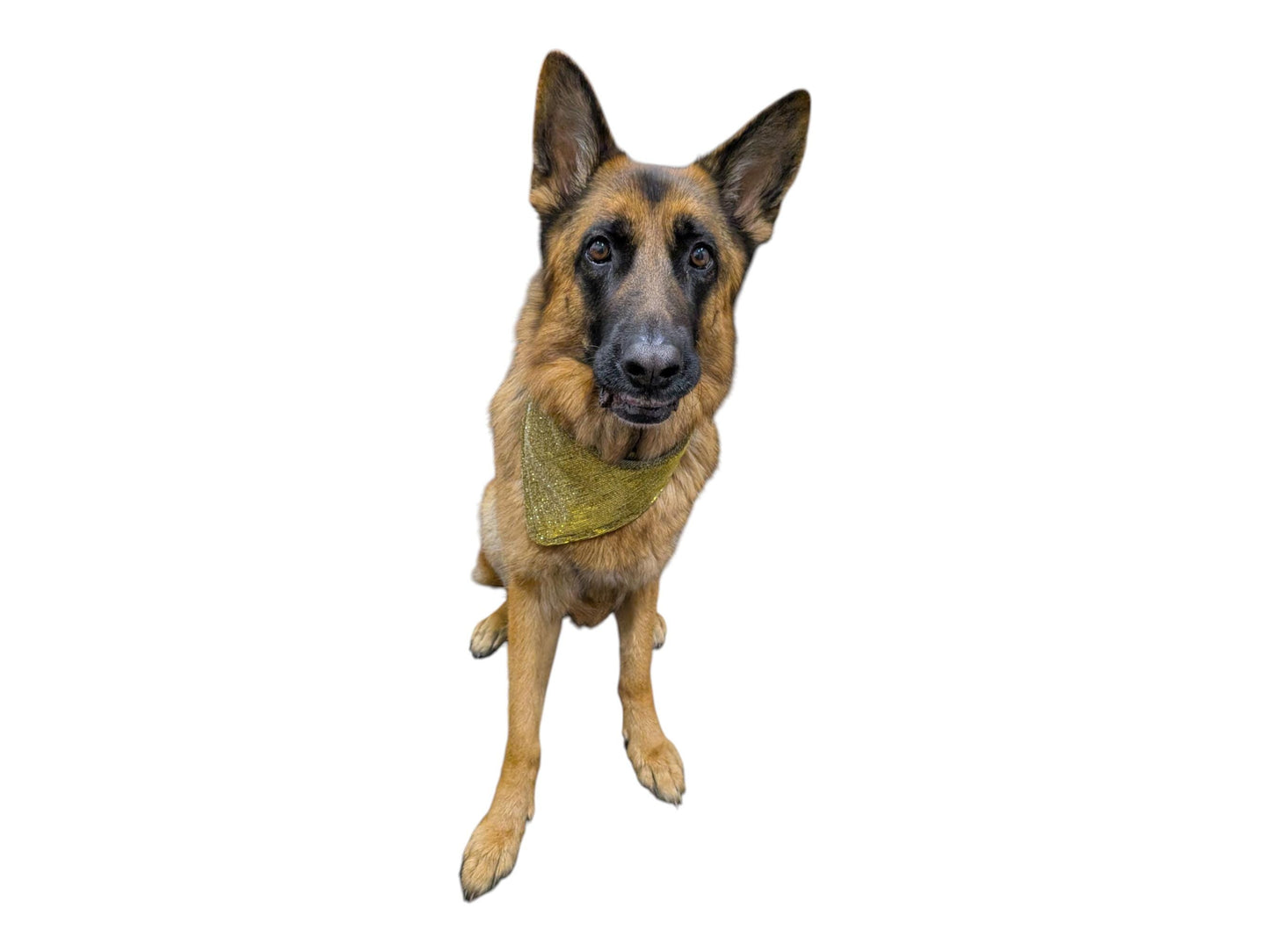 Dog Bandana - Gold Sparkly